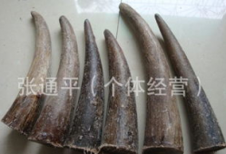 牛角尖图片