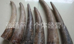 牛角尖图片