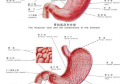 切除胃的图片,术前术后护理与康复之道