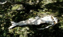 美人鱼真实图片,美人鱼的真实风采