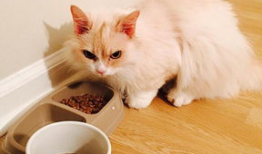 生气猫图片,猫咪的“生气时刻”