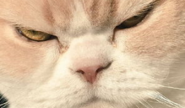生气猫图片,猫咪的“生气时刻”